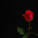 薔薇の花が出現するマジック。空中から花を出すマジックのやり方とは