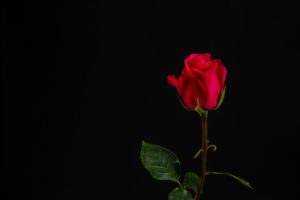 薔薇の花が出現するマジック。空中から花を出すマジックのやり方とは